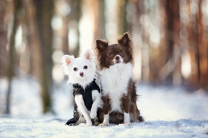 狗狗牙齿不好怎么办