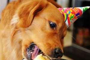 金毛嘴臭怎么办