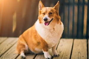 狗狗胃口不好怎么调理