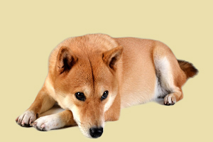 柴犬不吃东西怎么办