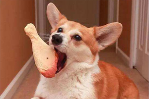 怎么让狗狗安静