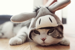 小猫胃口不好怎么办