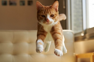 小猫老是咬人怎么办