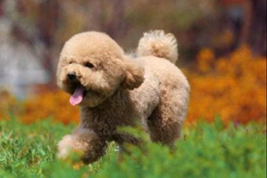 小泰迪老是咬人怎么办