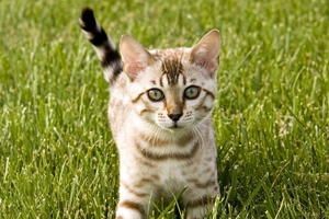 猫咪应该怎么喂食