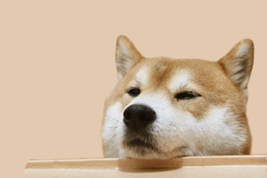 柴犬不爱吃狗粮怎么办