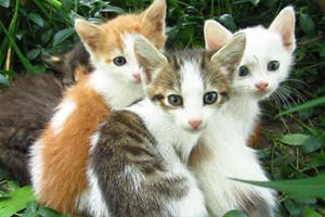 小野猫怕人怎么办