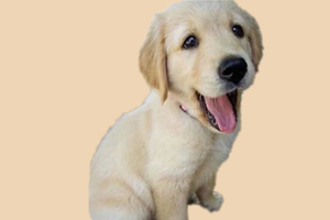 金毛狗什么时候打疫苗