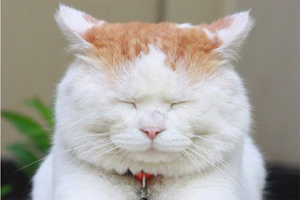 猫猫怕生怎么办