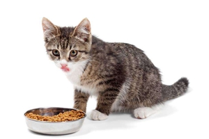 猫咪怎么喂食比较好