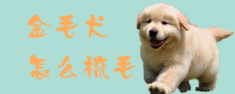 金毛犬怎么梳毛1