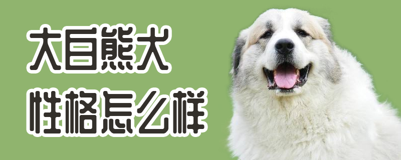 大白熊犬性格怎么样