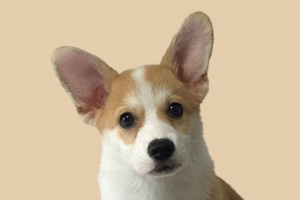 柯基狗不能吃什么