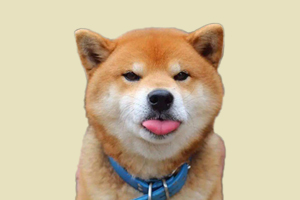 柴犬什么时候换牙