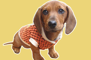 腊肠狗不吃饭怎么办