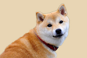 柴犬什么时候换毛