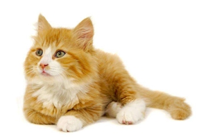 猫咪便秘吃什么