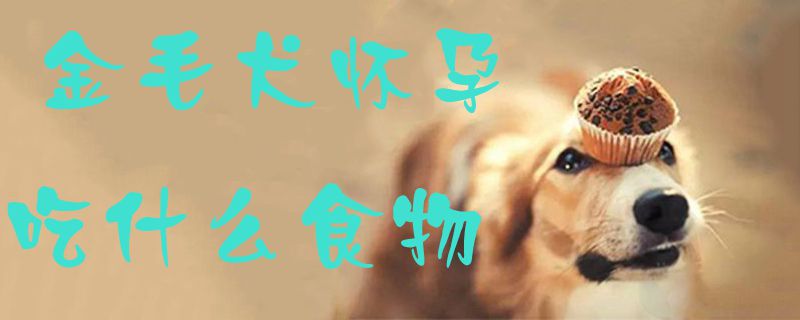 金毛犬懷孕吃什麼食物1