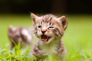 猫咪便秘拉不出来怎么办