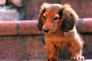 腊肠狗饲养注意事项