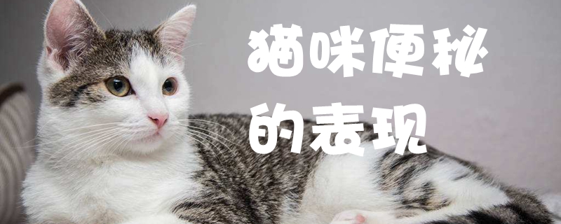 猫咪便秘的表现