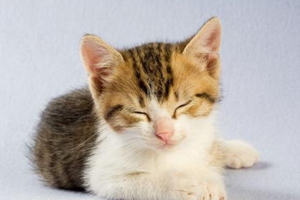 猫咪便秘的表现有哪些