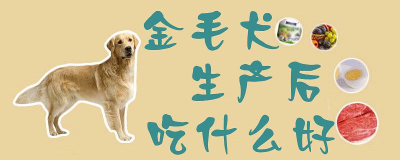 金毛犬生產後吃什麼好