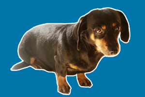 腊肠狗怎么护理