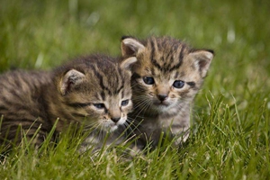 猫咪耳屎怎么清理