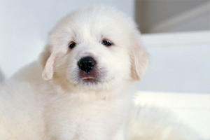 大白熊犬幼崽怎么养