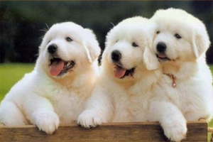 大白熊犬幼犬吃什么