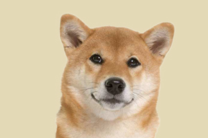 秋田犬不吃东西怎么办