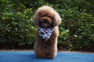 泰迪狗没有奶水吃什么