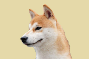 秋田犬不爱散步怎么办