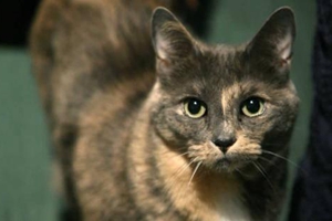 老年猫咪应该怎么养