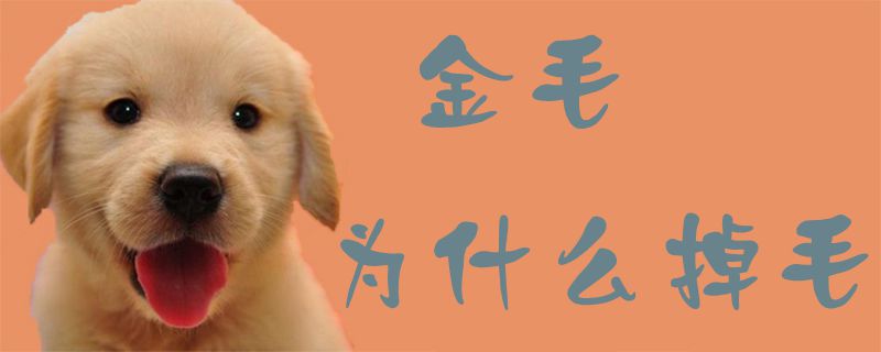 金毛为什么掉毛1