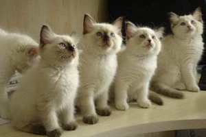 老年猫咪需要吃些什么