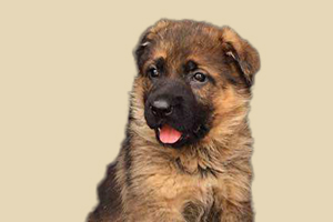 小德牧什么时候打疫苗