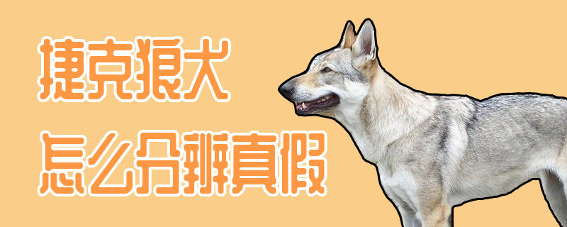 æ·å…‹ç‹¼çŠ¬æ€Žä¹ˆåˆ†è¾¨çœŸå‡ å°å¯çˆ±å® ç‰©ç½'