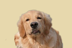 金毛生产后吃什么好