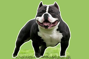 恶霸犬怎样饲养