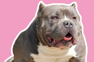 恶霸犬饲养注意事项