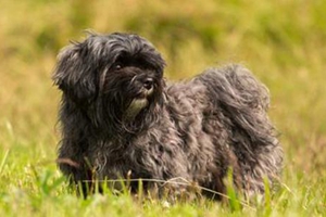 老年狗狗吃什么好