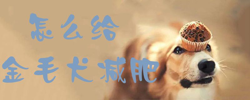 怎么给金毛犬减肥1