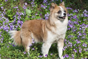 老年狗狗怎么喂养