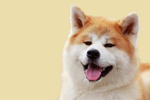 秋田犬的特点有哪些