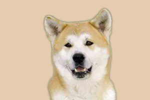 秋田犬怎么看年龄