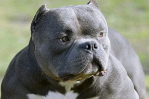 恶霸犬的优点有哪些