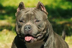 养恶霸犬有哪些缺点