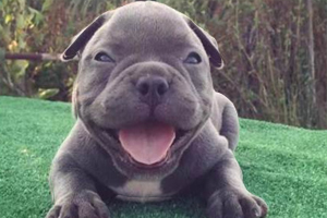 如何挑选恶霸犬幼犬